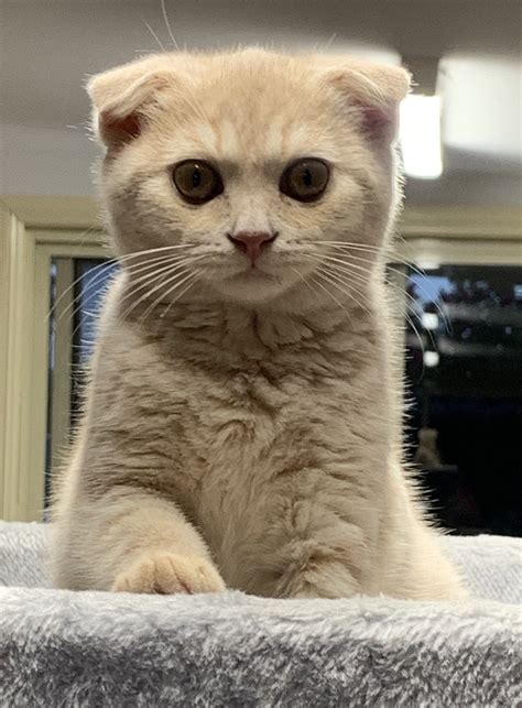 Peartreehill British Shorthair And Scottish Fold And Shorthair Breeder