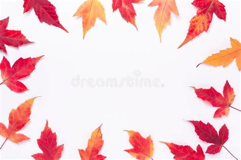 Autumn Composition Frame Made Of Red Maple Leaves On White Background