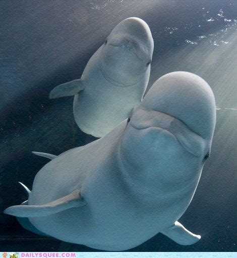 The size is difficult to give exactly which is why i have shown a photo with a measure to clarify. Did you know a 1-year-old Beluga calf can weigh between ...