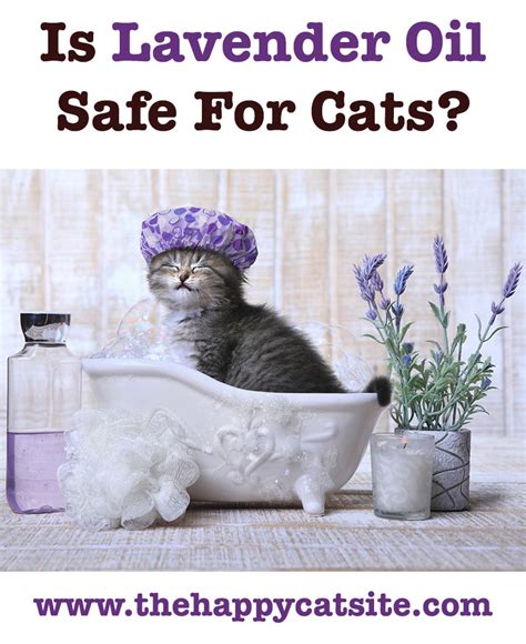 If you do some reading around the web you will come across a lot of conflicting are essential oils toxic to cats? Lavender Essential Oil For Fleas On Cats - Does It Work?