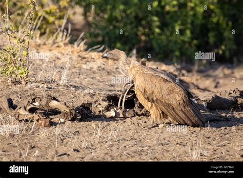 Vultures Feeding On A Carcass Stock Photo Alamy