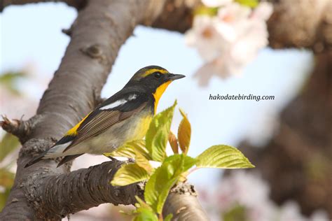 Hakodate Birding A Third Day In The Sakura