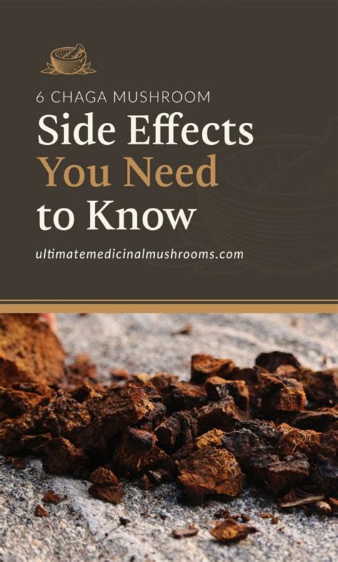 6 Chaga Mushroom Side Effects You Need To Know