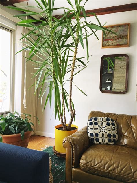 Giving your yucca plant the right kind of soil is somewhat of a balancing act. Yucca Tree Care & Repotting — Retro Den