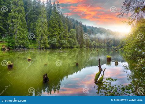 Majestic Summer View Of Mountain Lake Lacul Rosu Or Red Lake Or Killer