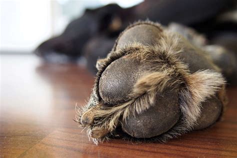 What Causes Dry Cracked Dog Paws And How To Treat It Daily Paws