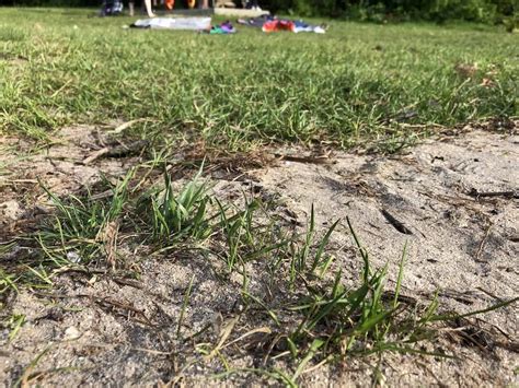 How To Grow Grass In Sandy Soil 🌱 🏖️ Transform Your Lawn Into A Lush