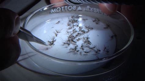 Fort Worth Sees Soaring Mosquito Population Carrying West Nile Virus