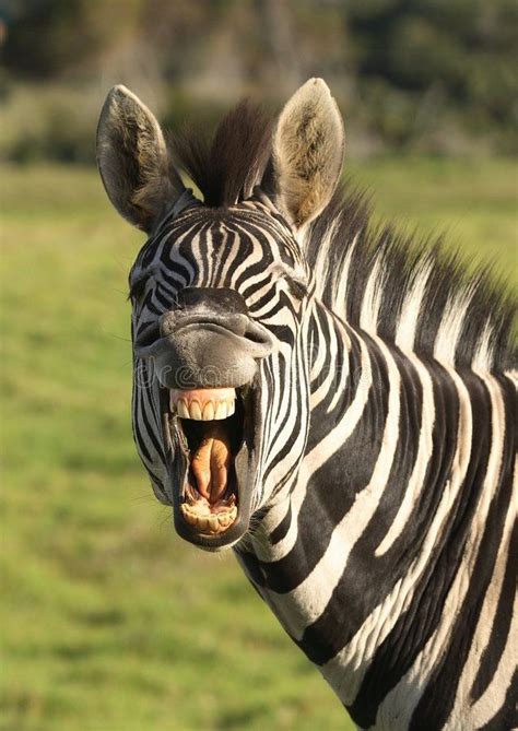 Zebra Smile Zebra With Open Mouth Showing Its Teeth Sponsored