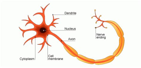 285 Nerve Cells And Synapses A Understanding For Igcse Biology Pmg
