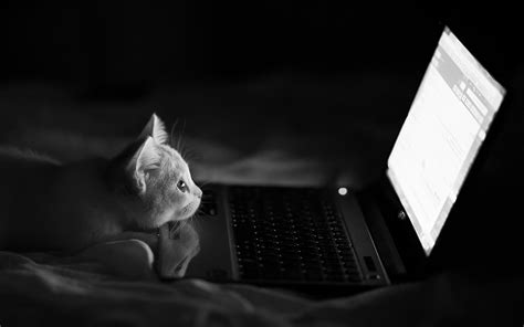 Wallpaper 1920x1200 Px Bed Cats Humor Laptop Monochrome