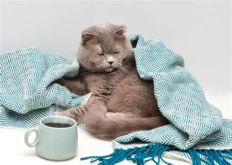 A Grey Cat With A Cup Of Coffee In The Morning Stock Image Image Of