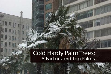 Cold Hardy Palm Trees 5 Factors And Top Palms