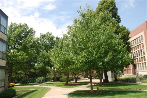 12 Fast Growing Shade Trees For 2022 Arbor Day Blog