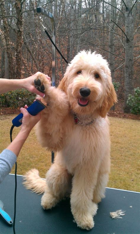 Submitted 3 hours ago by prettyboirandell. He loves his haircut! Such a good boy :) | Goldendoodle ...