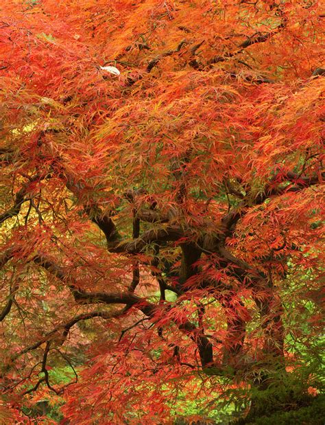 Japanese Maple In Fall Color Portland Photograph By