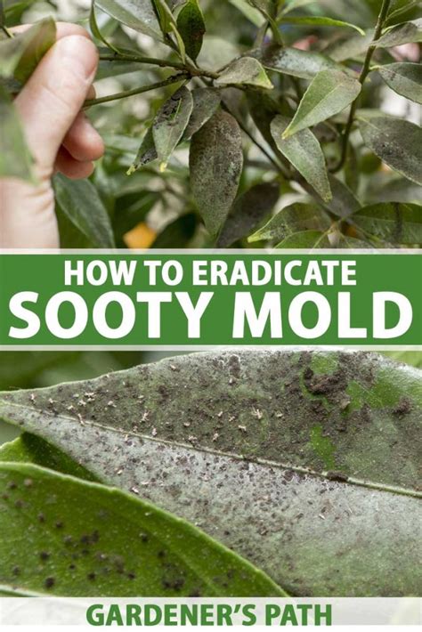 Stop Sooty Mold Fungus From Attacking Your Plants Gardeners Path