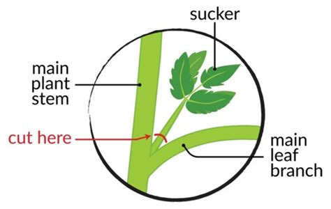 Tomato Flower Diagram