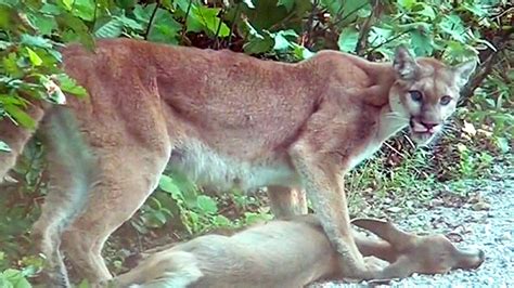 Cougar That Killed Dog Destroyed In Nanaimo Ctv News