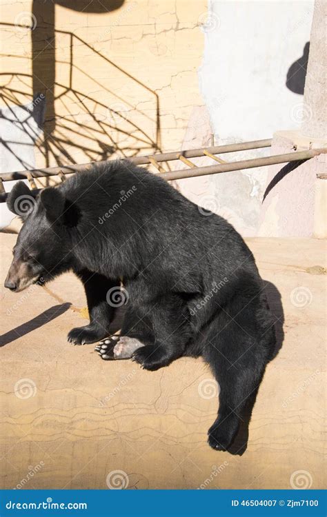 Black Bear Stock Image Image Of Small Omnivorous Ears 46504007