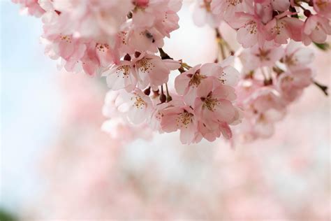 Cherry Blossom Wallpapers Hd Wallpaper Cave