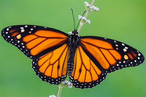 Monarch Butterfly May Be Added To Endangered Species List