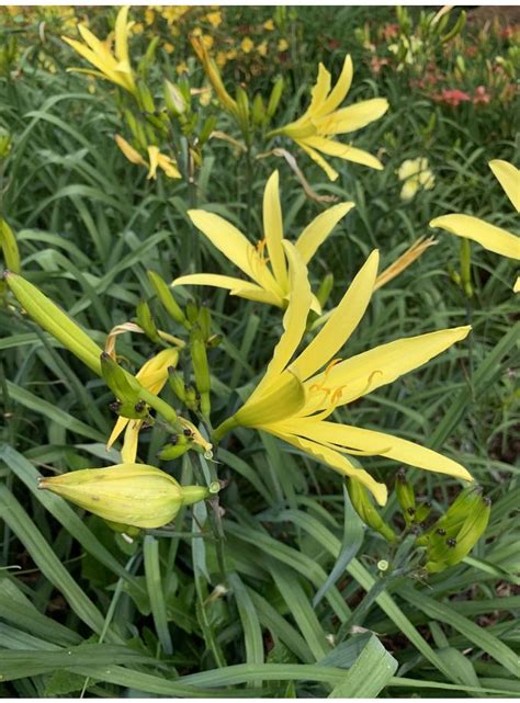 Hemerocallis Baroni The Beth Chatto Gardens Plants Yellow