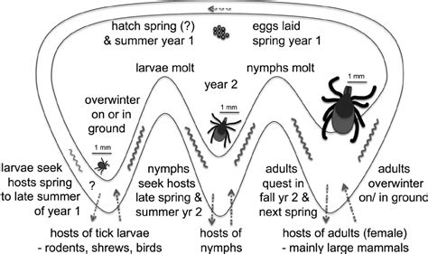 Typical Life Cycle Of The Blacklegged Tick Ixodes Scapularis And