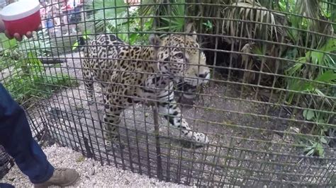 Belize Zoo Jaguar Encounter Youtube