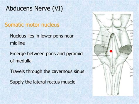 Ppt Cranial Nerves Powerpoint Presentation Free Download Id4837903