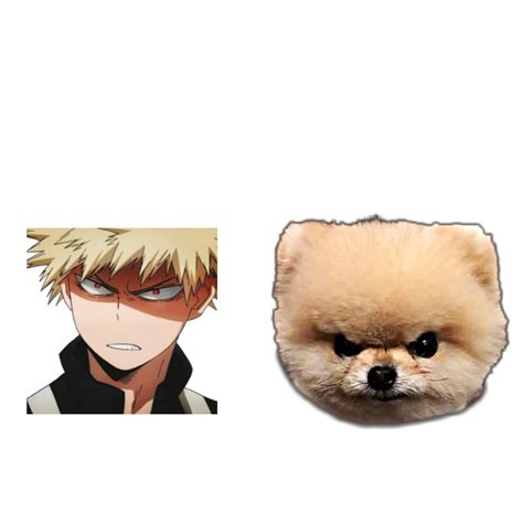 Whats The Difference Of Bakugou And An Angry Pomeranian Puppy My