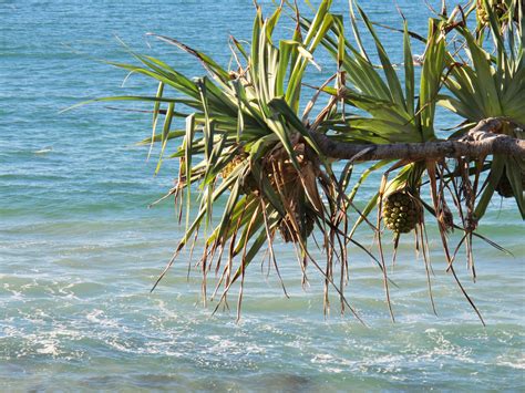 Palm Beach Sea Shore Ocean Tree Waves Sun Photos