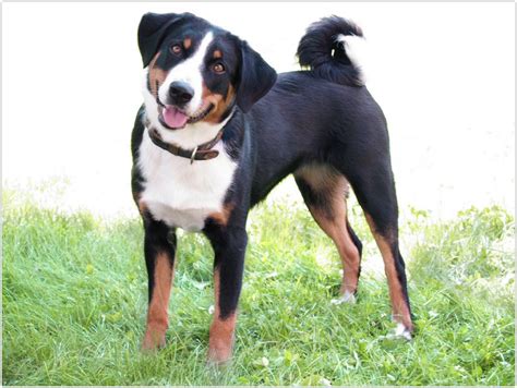 appenzeller sennenhund puppies rescue pictures information temperament characteristics
