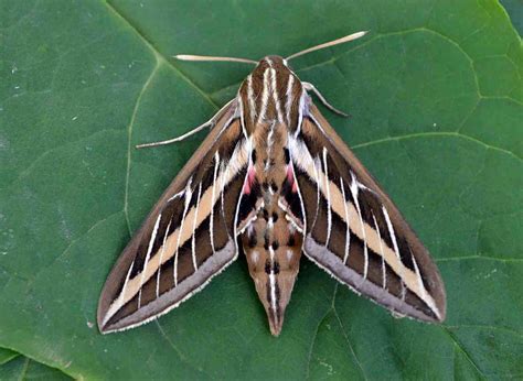 The Deceptive Sphinx Moths Big Summer In Wisconsin Wiscontext