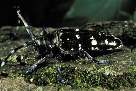 Officials Want Help Watching For Invasive Tree Eating Beetle Wgvu