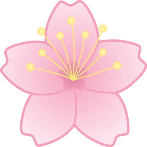 Cherry Blossom Clip Art Pictures 20 Free Cliparts Download Images On