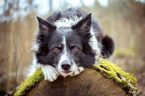 Is A Border Collie A Large Breed