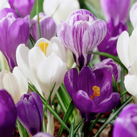 Get Crocus Delft Blue Blend Spring Flowering Bulbs In Mi At English