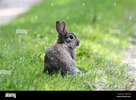 Series Of Very Detailed Close Ups Of Wild Rabbits Oryctolagus
