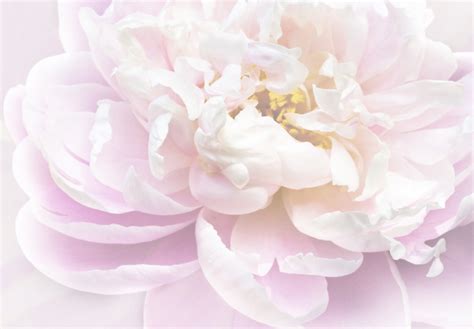 Soft Pink Peony Photos In  Format Free And Easy Download Unlimit Id