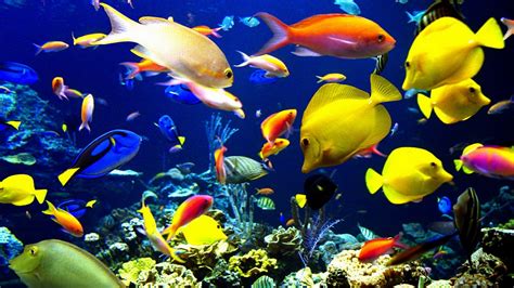 Nature Animals Sealife Tropical Fishes Color Underwater Sea Ocean Coral
