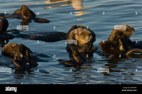 Group Of Sea Otters Enhydra Lutris Relaxing Floating In The Sea