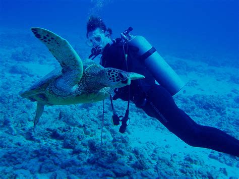 134 Honu Hawaiian Green Sea Turtle ハワイアオウミガメ ハ