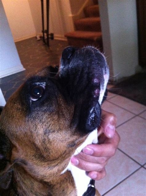Bumps On My Pups Lips Boxer Forum Boxer Breed Dog Forums
