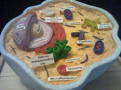 Maquetas Y Arte Homeschool Science Science Education Science For Kids