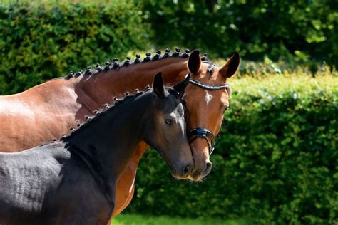 The Hanoverian Breeding Program The Horse Magazine