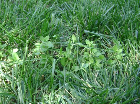 Ohio Lawn Weeds Identification
