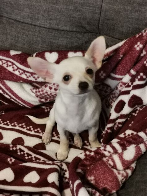 White Female Chihuahua Puppy For Sale In St Mellons Cardiff Gumtree