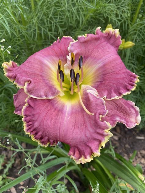 Photo Of The Bloom Of Daylily Hemerocallis Raspberry Eclipse Posted