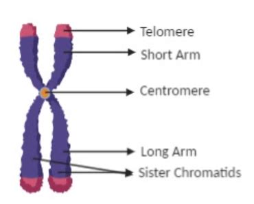 Labeled Chromosome Structure Diagram Img Probe